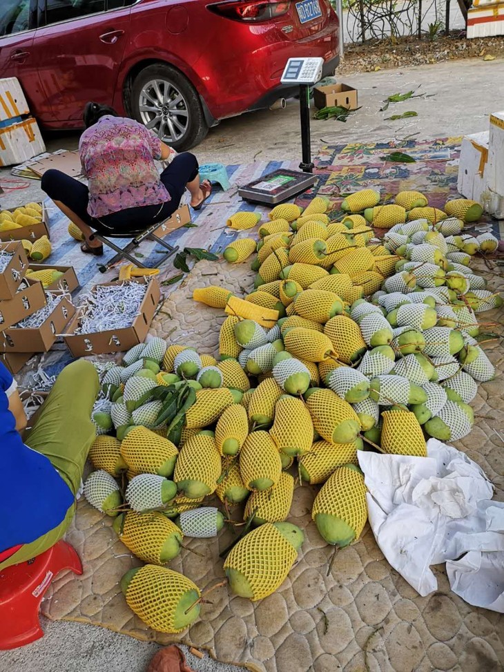 【乡村好产品】海南台农芒果 台农芒果 净果10斤装 新鲜水果 全国包邮