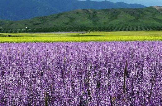 7月盛事，新疆”天马节”，万马齐备、百花齐放10天摄影 商品图1