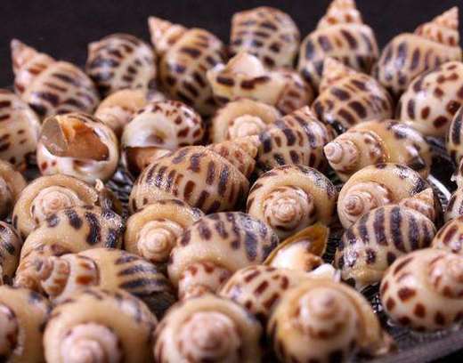 【提前1天预订】野生红肉花螺 鲜活直发 商品图1