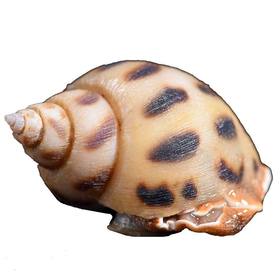 【提前1天预订】野生红肉花螺 鲜活直发