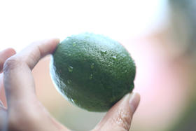 猫太推荐--塔希提无籽香水柠檬