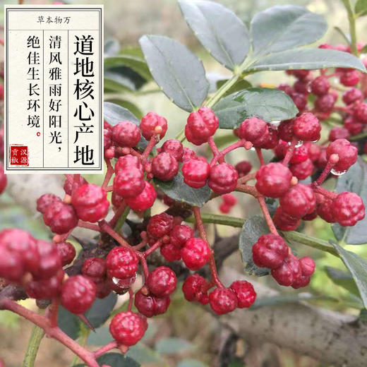 汉源花椒补气正宗贡椒青花椒红花椒麻香浓郁道地产地 商品图4