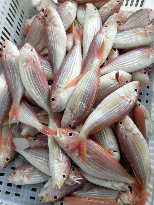 野生海钓金线鱼福建省内满200包邮省外补运费差价