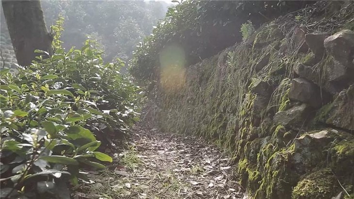 狮峰山土壤独特,俗称"白沙土,是影响茶品质的重要因素.