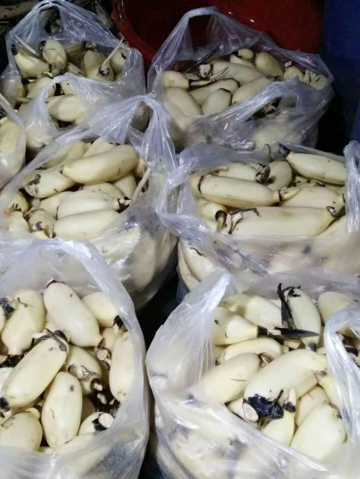 【暂时无货】水果藕 500g/11元 商品图2