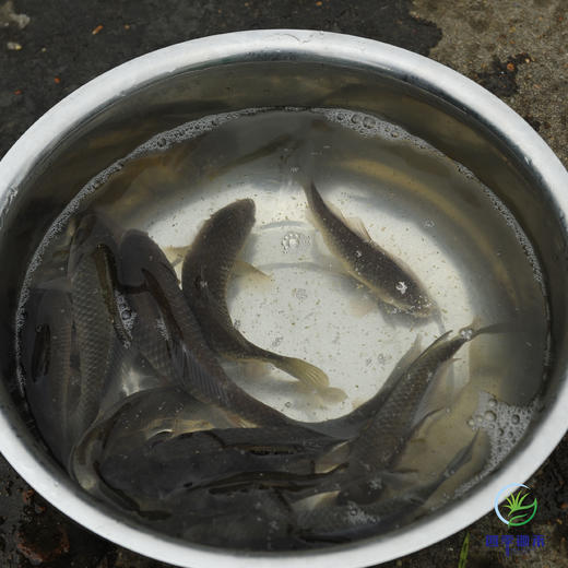 【预售】生态小鲫鱼（500g）活鱼仅限浙江上海客户，袋子氧气少，签收成功请立即打开袋子放盆里滴水哦、建议当天食用 商品图1
