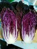 紫白菜  12元/斤   商品缩略图1