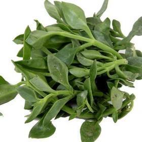 【暂时无货】田七 6元/斤 商品图0