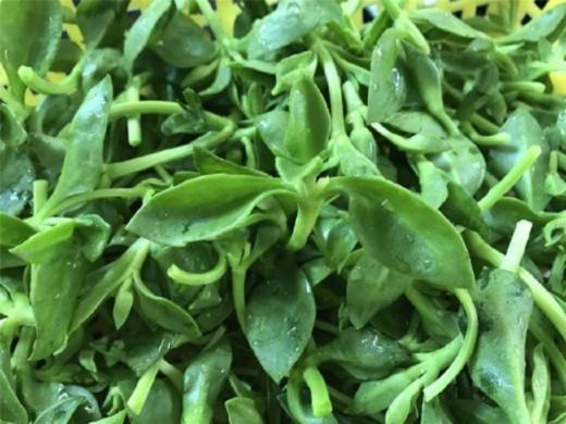 【暂时无货】田七 6元/斤 商品图1