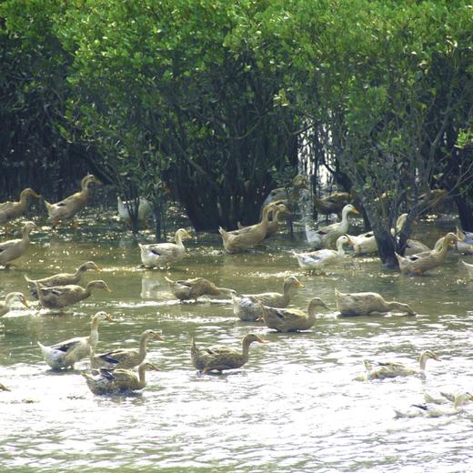 北部湾红树林海鸭蛋礼盒装  天然放养，黄心冒油海鸭蛋（熟）70g*20枚装 商品图5