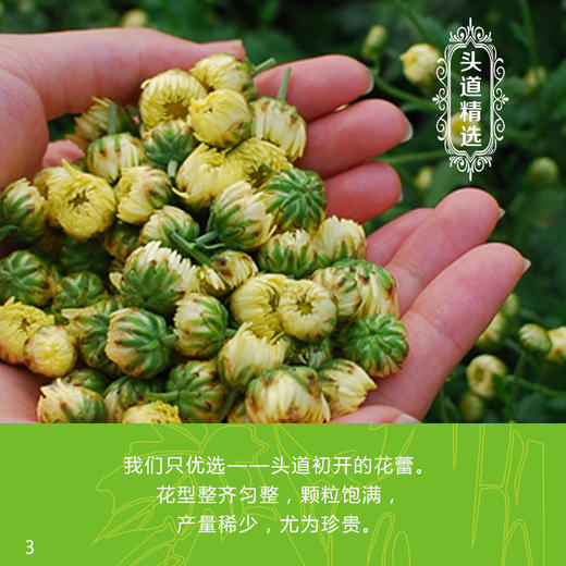 头道胎菊100克 商品图2