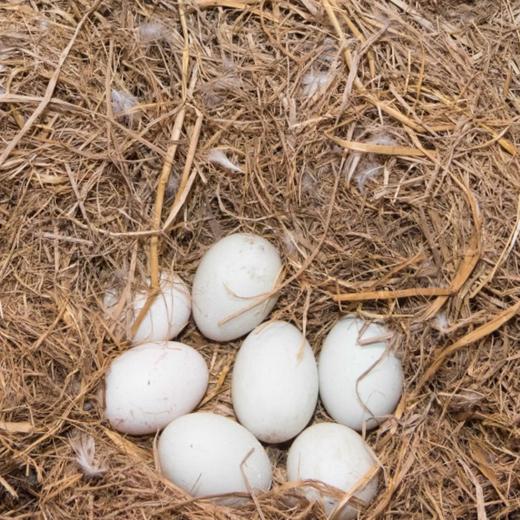 北部湾红树林海鸭蛋礼盒装  天然放养，黄心冒油海鸭蛋（熟）70g*20枚装 商品图7