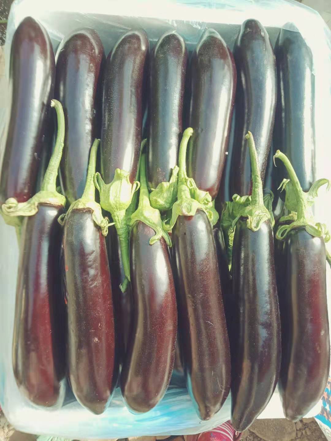 寿光酵素蔬菜 茄子、辣椒、黄瓜