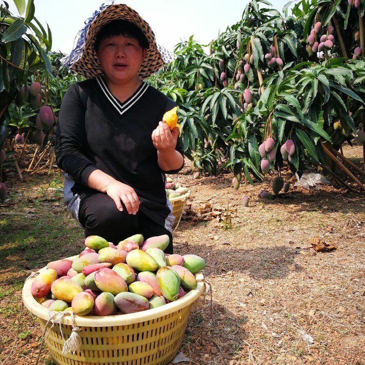 【秒杀】攀枝花树上熟贵妃芒,真正树上熟,软糯香甜的味道