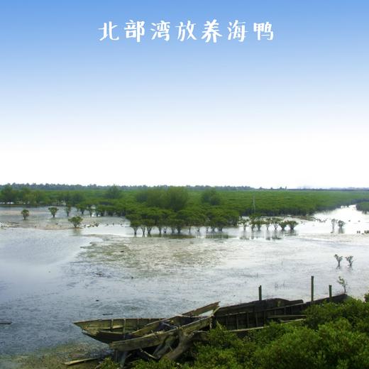 北部湾红树林海鸭蛋礼盒装  天然放养，黄心冒油海鸭蛋（熟）70g*20枚装 商品图6