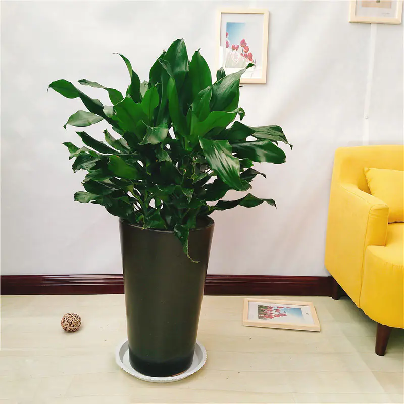 1盆螺纹铁绿植盆栽中型植物办公室绿化(连盆高约1米左右)