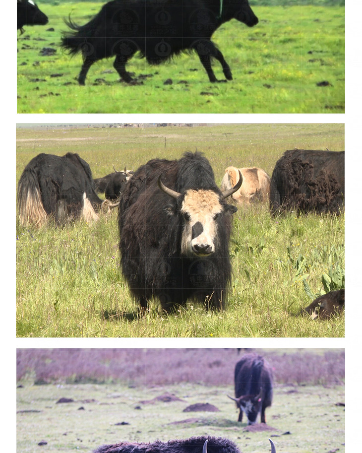 高原之宝牦牛认养图片