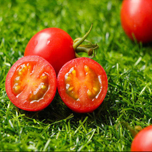 山东千禧圣女果新鲜农家樱桃小番茄现摘现发5斤