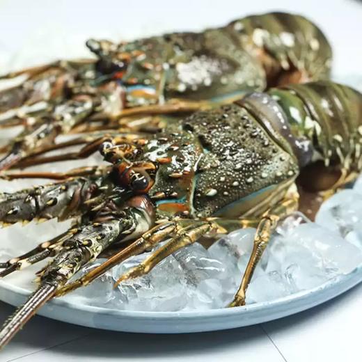 鲜活澳洲青龙虾海鲜水产