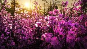 【黑龙江之春】俄罗斯风情•五大连池•伊春小兴安岭杜鹃花海春季摄影团（9天）