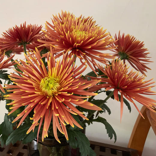 萨弗拉红菊 商品图6