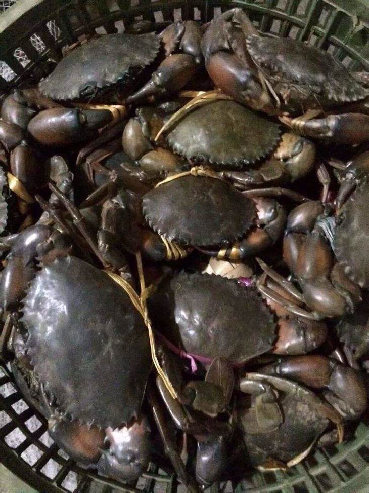 鲜活缅甸蟹 面包蟹 海鲜水产 - 版纳天天水果