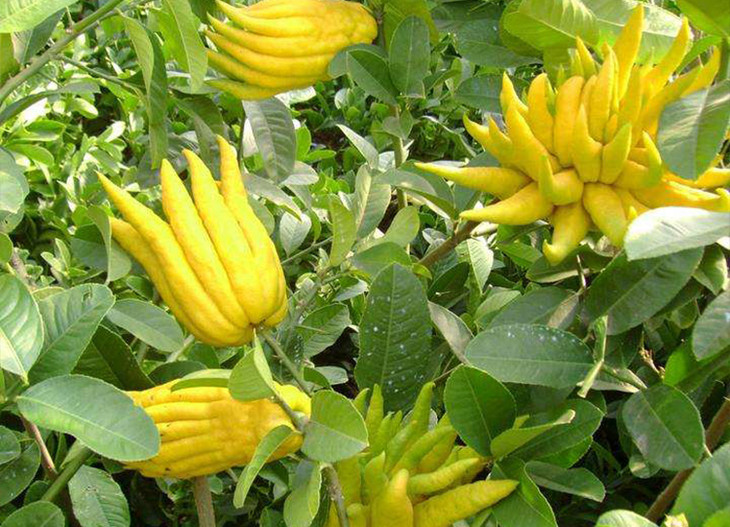 济公·佛手膏&佛手果|养脾胃