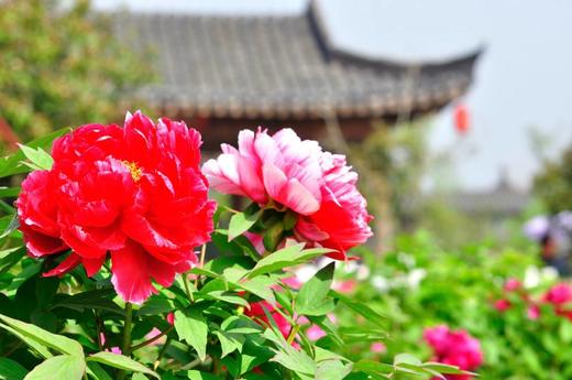 （永久下架）尚湖沙家浜自然研学—奥兜兜国风童年牡丹记 商品图0