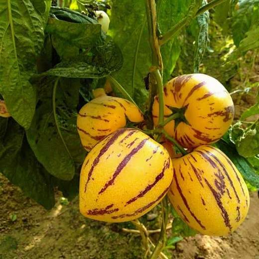 甘肃民勤人参果5斤新鲜当季水果孕妇黄皮人生果果特产批发包邮