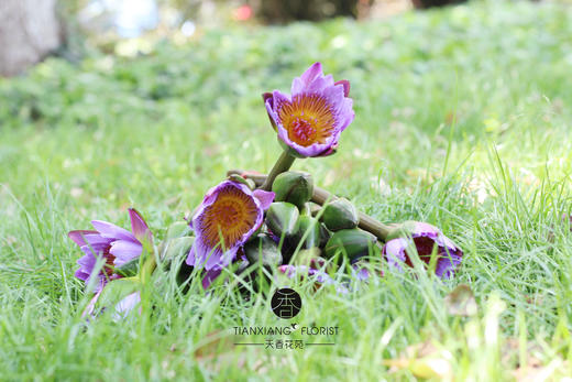 每周一花 单品 睡莲 粉色 紫色 15元 5枝 提货时间 4月22日 24日 天香花苑