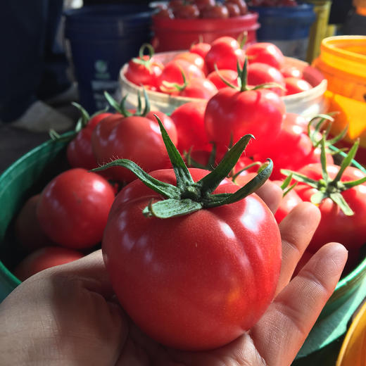 泾阳普罗旺斯番茄 净重4.5斤 商品图4