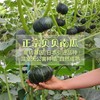 【新进品种 多种维生素 】贝贝南瓜 板栗南瓜迷你小南瓜 商品缩略图3