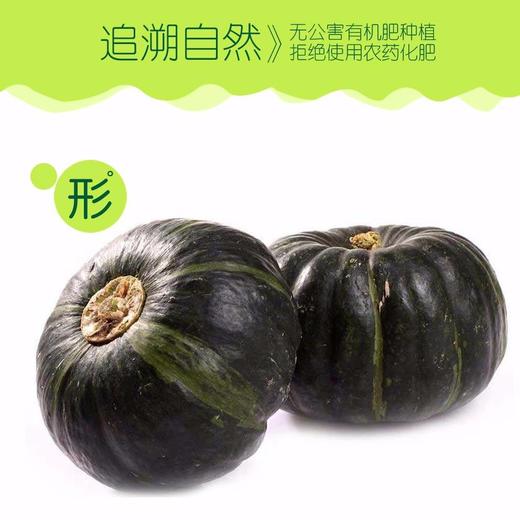 【新进品种 多种维生素 】贝贝南瓜 板栗南瓜迷你小南瓜 商品图6