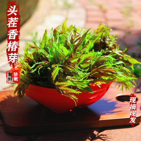  极速版盐水香椿