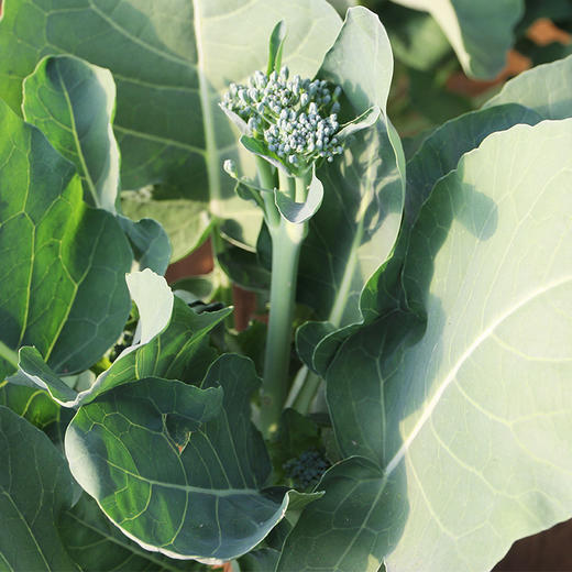 农家西兰苔  每日现摘   生态种植  新鲜脆嫩  口感清甜  焯水即食  300g 商品图2