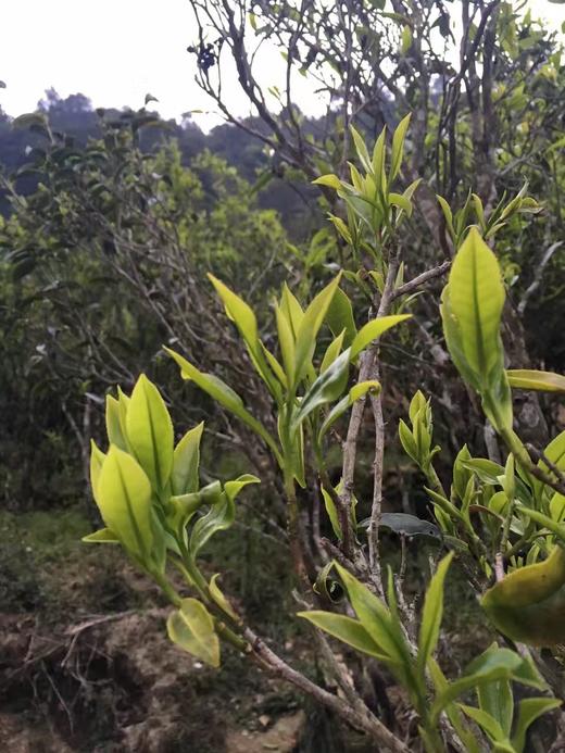 宽茶窄酒｜潮汕茶痴标哥监制 白叶与托富后 凤凰单丛乌龙茶 商品图4