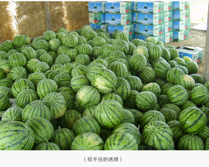 麒麟西瓜皮薄清甜多汁37元1斤按个卖每个10斤左右多退少补