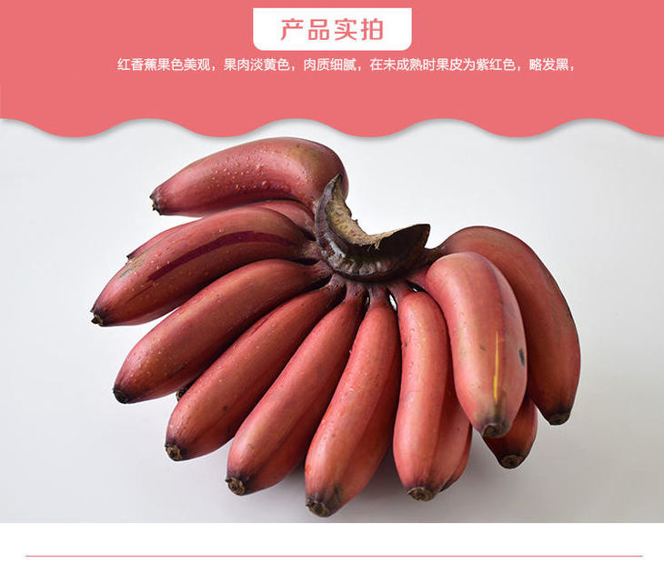 福建漳州红香蕉水果美人蕉当季红皮香蕉5斤15到25个