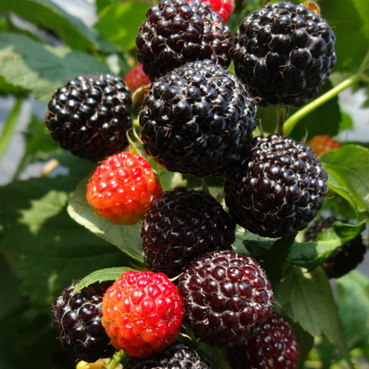 紫树莓 100g - 食在心安 都市农庄