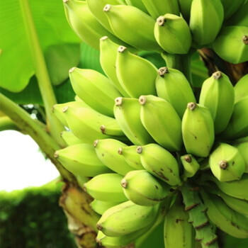 云南野生芭蕉 土香蕉 买8斤送一斤实发9斤新鲜健康水果