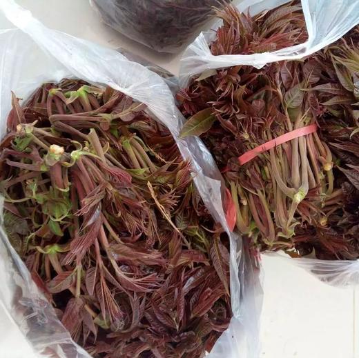 生态香椿 | 合作生产* eco-cedrela sinensis | coproduction