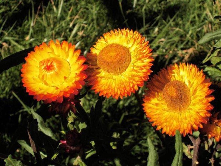 每周一花麦秆菊21元把5枝提货时间12月23日12月25日