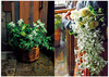 【预订】法式花束设计 美丽配色集 花艺设计 商品缩略图3