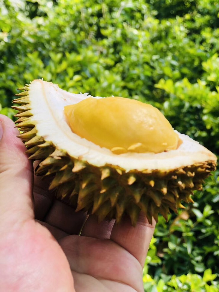 特价泰国巴掌猫山王榴莲1522斤