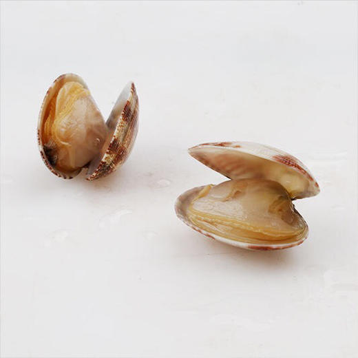 海鲜食材无沙杂色花蛤  500g 商品图0