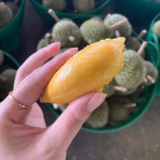 特价泰国巴掌猫山王榴莲1522斤