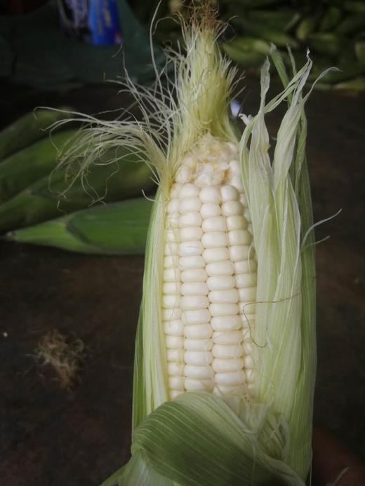 mt【秒杀】红河糯玉米基地直采带壳一公斤装