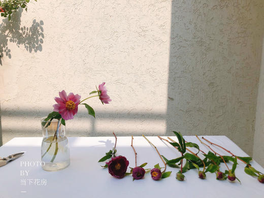 【四川单瓣芍药】10支/份 第二份3.9元 商品图8