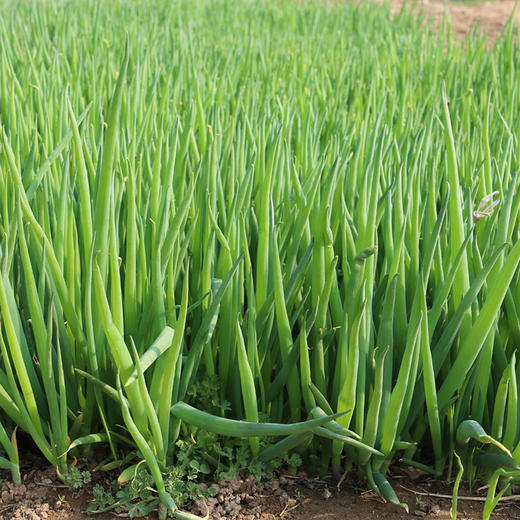 每日现拔  农家种植现拔小葱  叶多白少  鲜嫩味浓  适合蘸酱 250g 商品图6