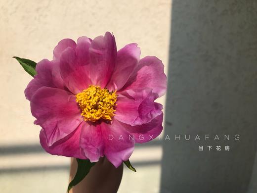 【四川单瓣芍药】10支/份 第二份3.9元 商品图5